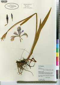 Iris versicolor image