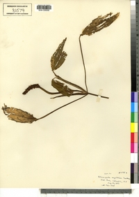 Potamogeton amplifolius image