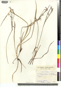 Image of Sisyrinchium chilense
