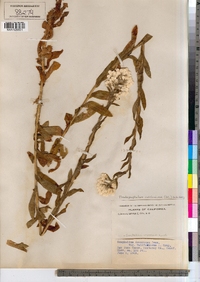 Image of Pseudognaphalium californicum
