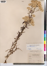Pseudognaphalium obtusifolium image