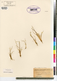 Lilaea scilloides image