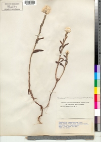 Image of Pseudognaphalium ramosissimum