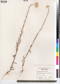 Image of Pseudognaphalium stramineum