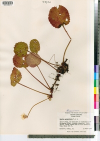 Shortia galacifolia image