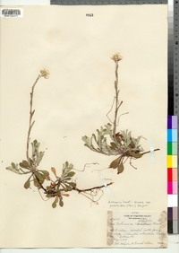 Antennaria howellii ssp. petaloidea image