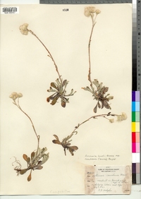 Antennaria howellii ssp. canadensis image