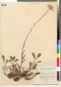 Antennaria parlinii ssp. parlinii image