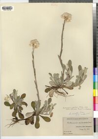 Antennaria parlinii ssp. fallax image