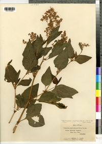 Image of Polygonum phytolaccifolium
