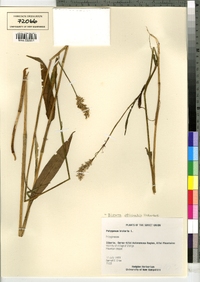 Bistorta officinalis image