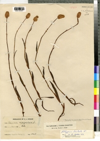 Polygonum bistortoides image