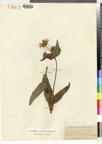 Arnica lanceolata image