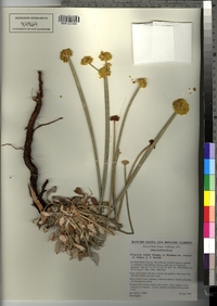 Eriogonum nudum var. westonii image
