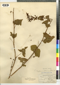 Fagopyrum tataricum image