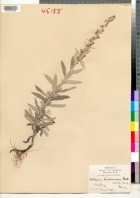 Artemisia ludoviciana image