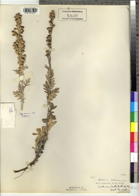 Artemisia stellariana image
