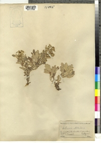 Artemisia stellariana image