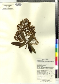 Image of Baccharis oblongifolia