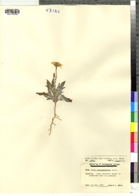 Image of Bahia absinthifolia