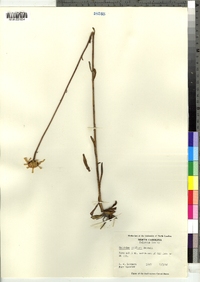 Image of Balduina uniflora