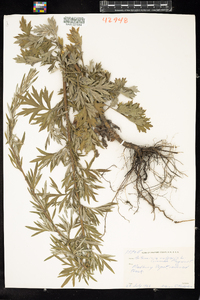 Artemisia vulgaris image