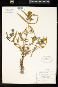 Bidens cernua image