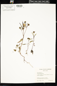 Bidens connata image