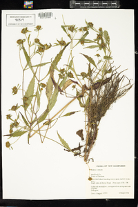 Bidens connata image