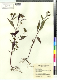 Bidens connata image