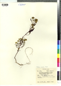 Bidens connata var. petiolata image