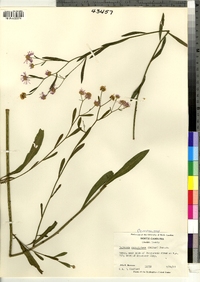 Image of Boltonia caroliniana