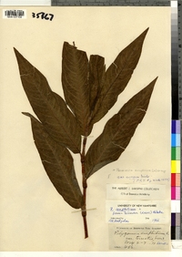 Polygonum amphibium var. emersum image