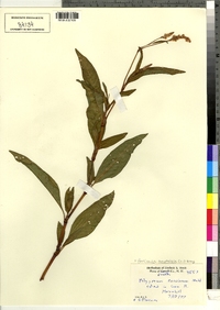 Polygonum lapathifolium image