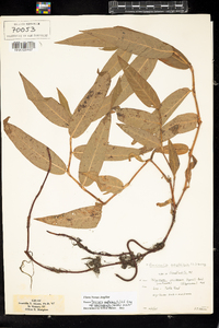 Polygonum amphibium var. emersum image