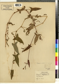 Polygonum arifolium image