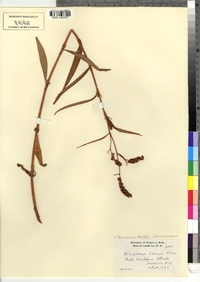 Polygonum careyi image