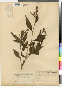 Polygonum lapathifolium image