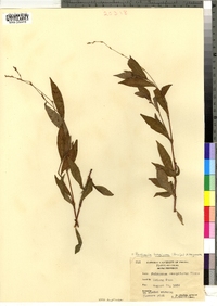 Polygonum cespitosum var. longisetum image