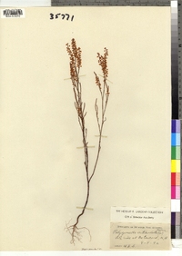 Polygonella articulata image