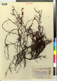 Image of Polygonella myriophylla