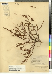 Polygonum aviculare image