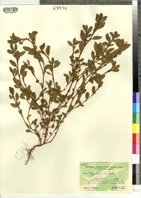 Polygonum aviculare image