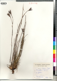 Dianthus virgineus image