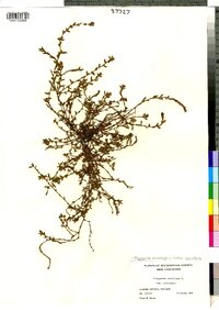 Polygonum aviculare ssp. aviculare image