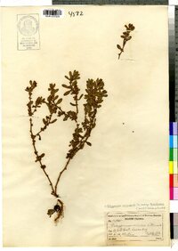 Polygonum aviculare ssp. buxiforme image