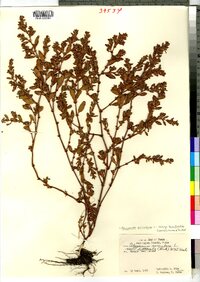 Polygonum aviculare ssp. buxiforme image