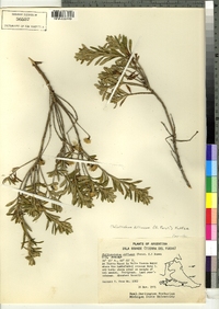 Image of Chiliotrichum diffusum