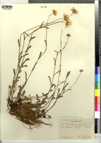 Leucanthemum vulgare image