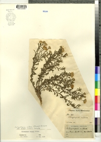 Heterotheca villosa var. minor image
